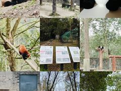 -都江堰中华大熊猫苑