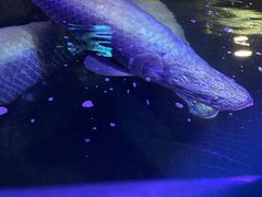 -青岛海底世界-水族馆