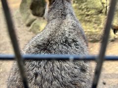 -费瑟代尔野生动物园