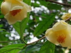 -金花茶公园