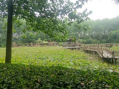 -合肥滨湖国家森林公园