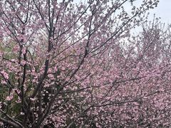 -武汉大学-樱园