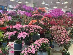 -双季花艺园艺市场(浦东店)