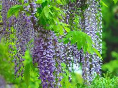 -嘉定紫藤园