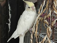 -吉丁鸟咖·异宠·寄养