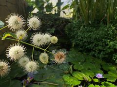 -国家植物园南园