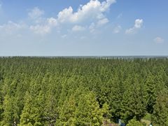 -黄海国家森林公园