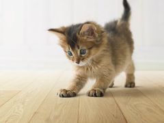 -菲林格尔地板(喜盈门木业品牌中心店)