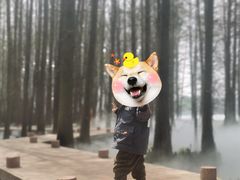 -东湖落雁景区