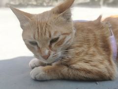 -宠物星动物医院·眼科·异宠·猫科(江南大道总院)