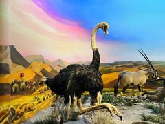 -国家自然博物馆