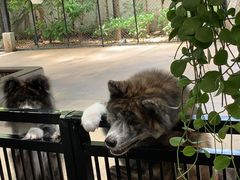 -TrueLove @ Neverland (Husky Cafe)