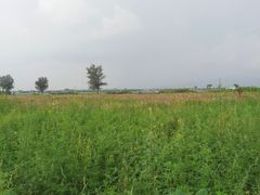 -敕勒川草原