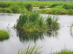 -腾冲北海湿地