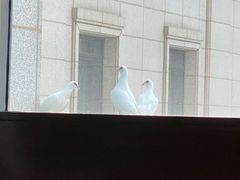 -西安赛瑞喜来登大酒店