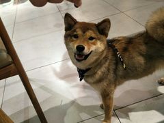 -柴务处·柴犬主题狗咖