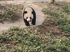 -都江堰中华大熊猫苑