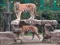 -上海野生动物园老虎餐厅