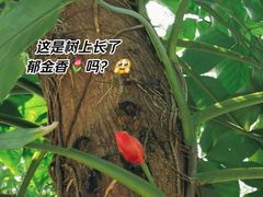 -深圳仙湖植物园