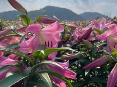-径山花海
