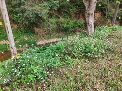 -中山市树木园