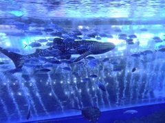 -成都浩海立方海洋公园