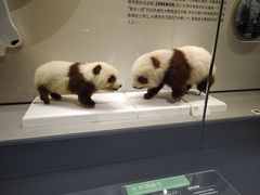 -四川大学博物馆
