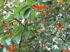 -上海佘山国家森林公园西佘山园