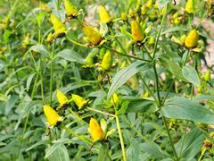 -黑龙江省森林植物园
