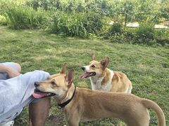 -瑞派名望24h动物医院异宠专科·猫专科·骨科·重症监护分院