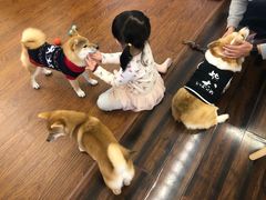 -豆柴町-柴犬主题狗咖(红鼎国际C座店)