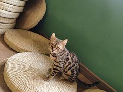 -柯斗斗主题餐厅·狗咖·围炉煮茶·茶饮(国瑞升平里店)