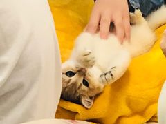 -逗柴咖啡屋·狗咖猫咖宠物桌游