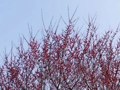 -三圣花乡旅游区