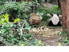 -成都大熊猫繁育研究基地