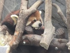 -武汉动物园