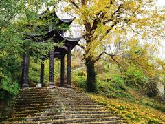 -千年银杏谷文化旅游区