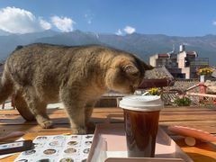 -喵屿·大理花园猫咖