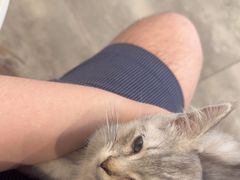 -楼上猫咖(罗湖店)