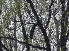 -北京麋鹿生态实验中心