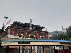 -塔尔寺菩提树