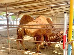 -南宫五洲植物乐园