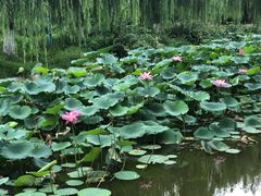 -丰台科技园生态主题公园