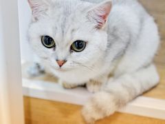 -李小姐の猫咖啡馆(五角场店)
