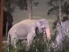 -夜间野生动物园