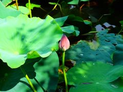 -上海市龙华烈士陵园