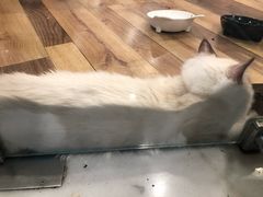 -袖虎·猫馆(体育西路店)