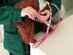 -仁华宠物医院(青羊店)