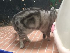 -猫咪博物馆(顶澳仔猫街店)