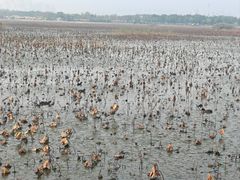 -天津东丽湖风景区